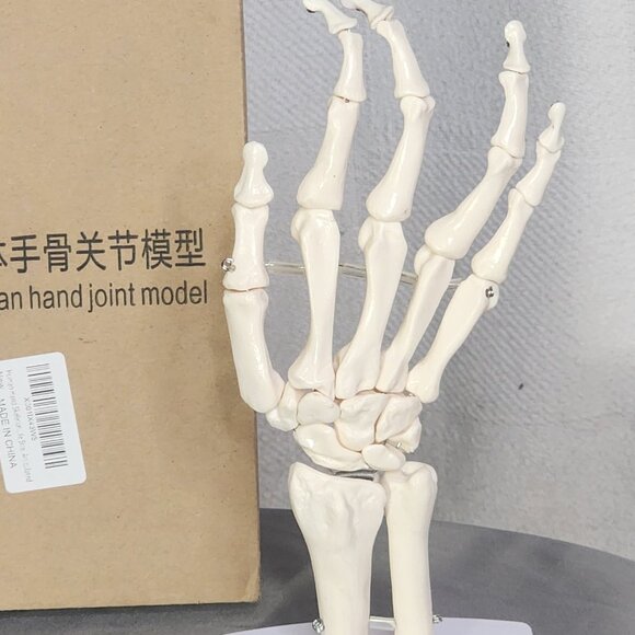 Human Hand Articulated Joint Model on Base - Picture 2 of 16